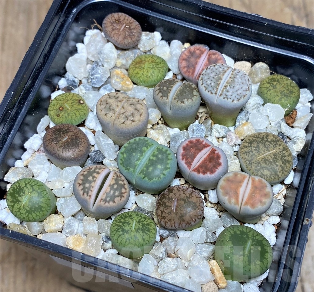 SHPR18084 Lithops mix