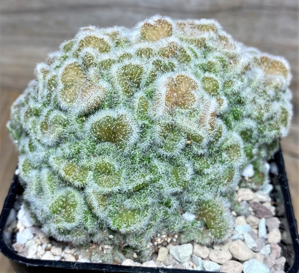 SHPR18085 Mammillaria sp. f. cristata