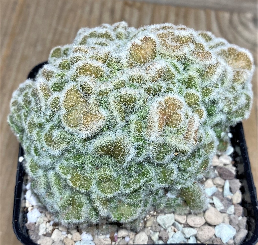 SHPR18085 Mammillaria sp. f. cristata – Image 2