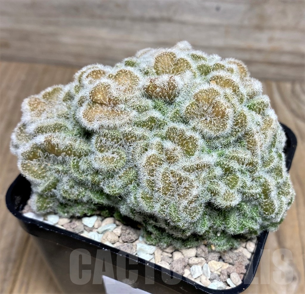 SHPR18085 Mammillaria sp. f. cristata – Image 3