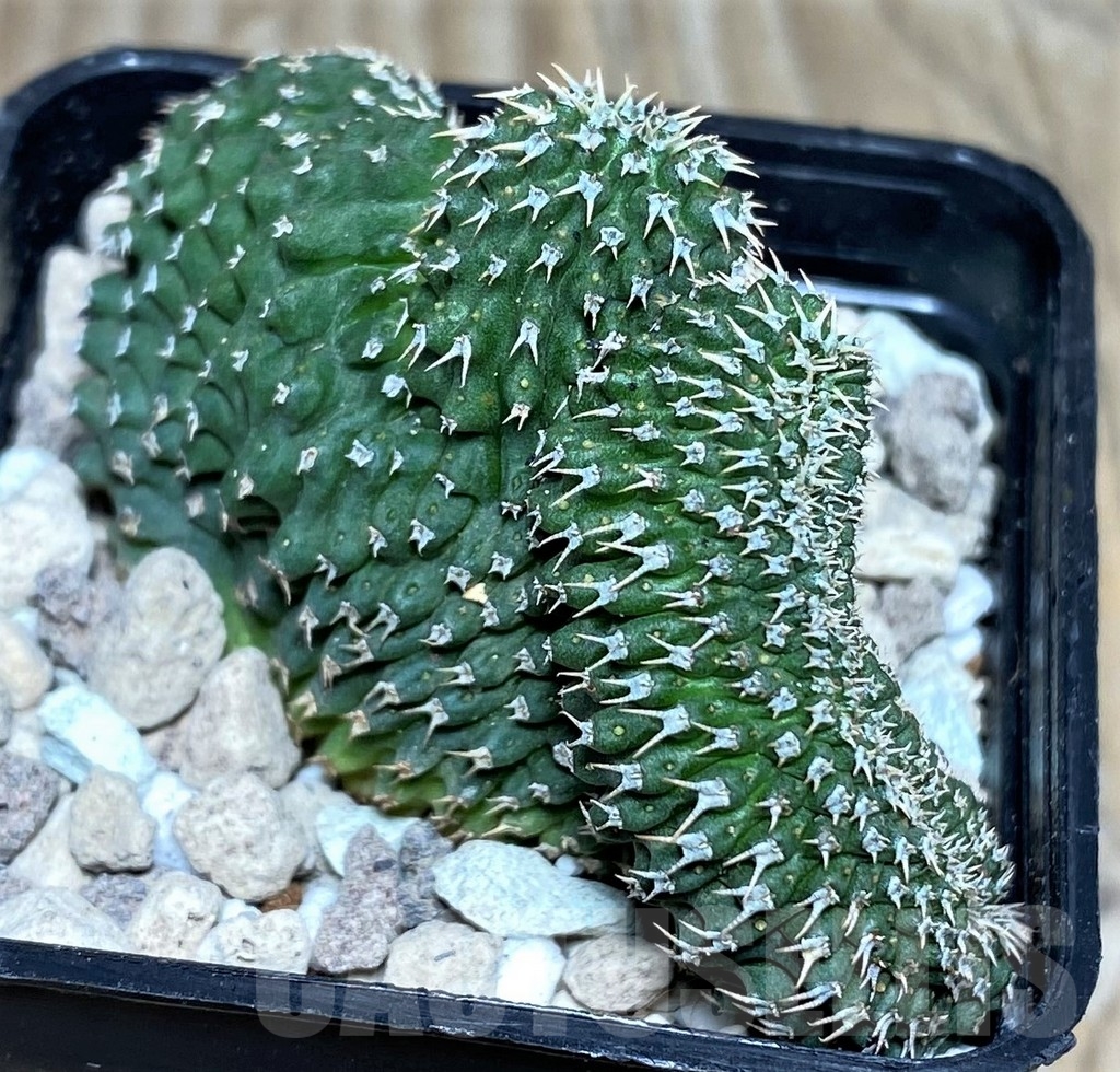 SHPR18086 Euphorbia phillipsioides f. cristata