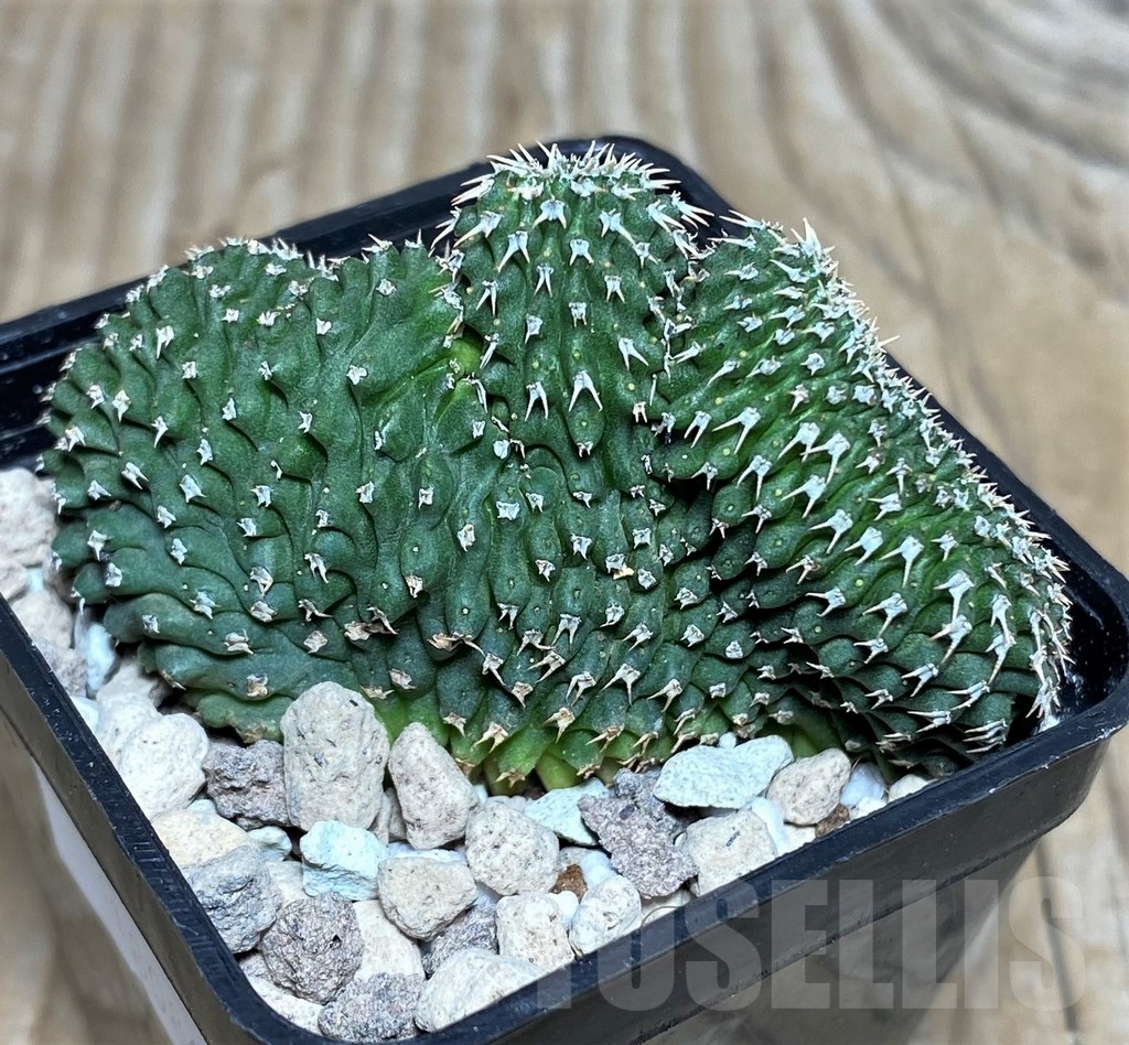 SHPR18086 Euphorbia phillipsioides f. cristata – Image 2