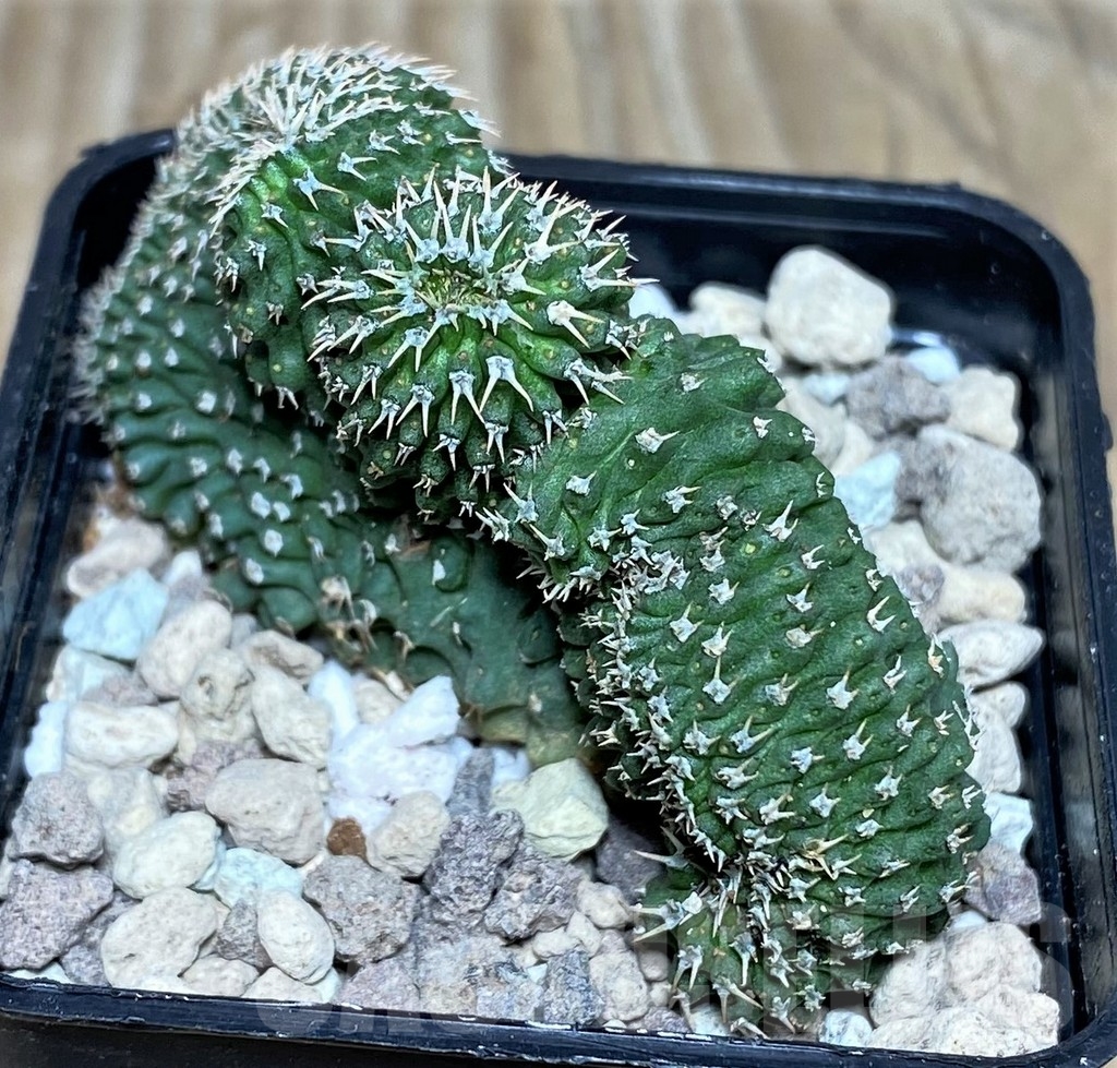 SHPR18086 Euphorbia phillipsioides f. cristata – Image 3