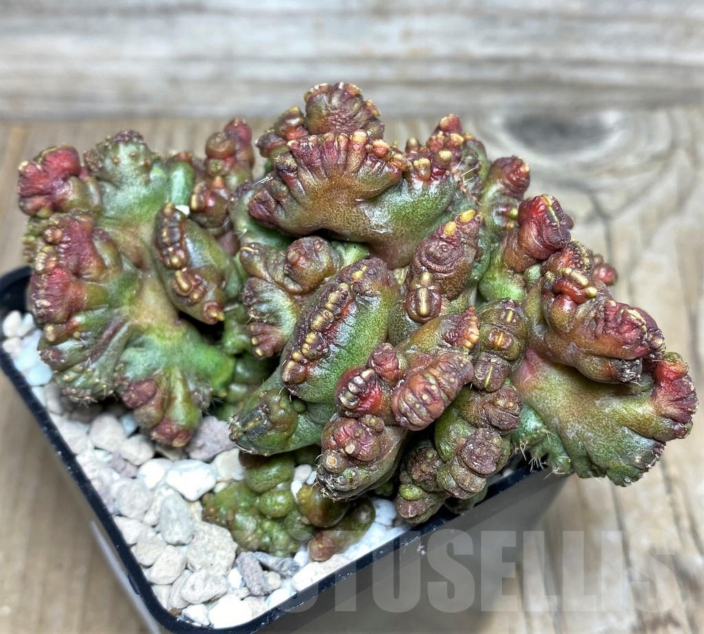 SHPR18087 Echinopsis 'Chocolate' monstrose – Image 2