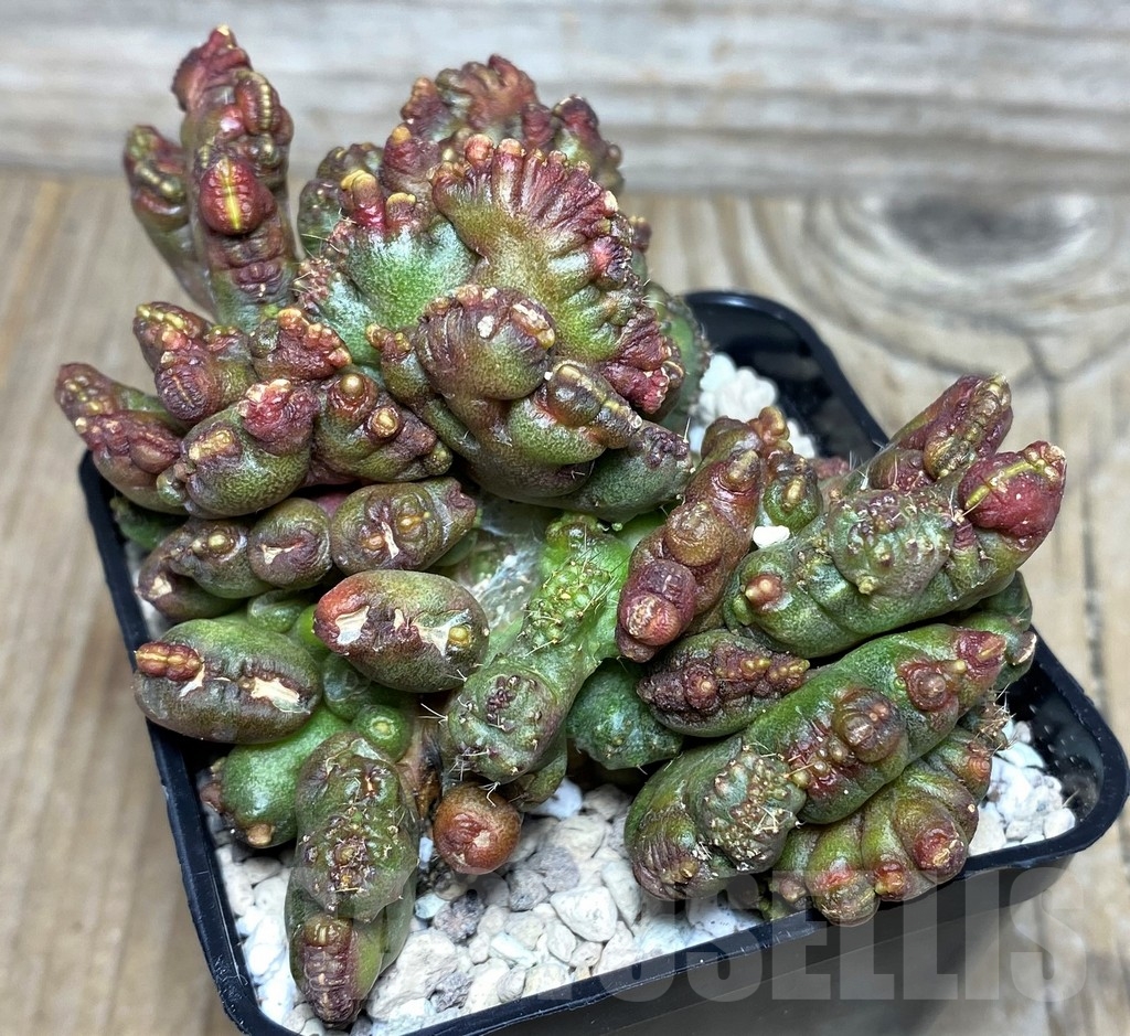 SHPR18087 Echinopsis 'Chocolate' monstrose