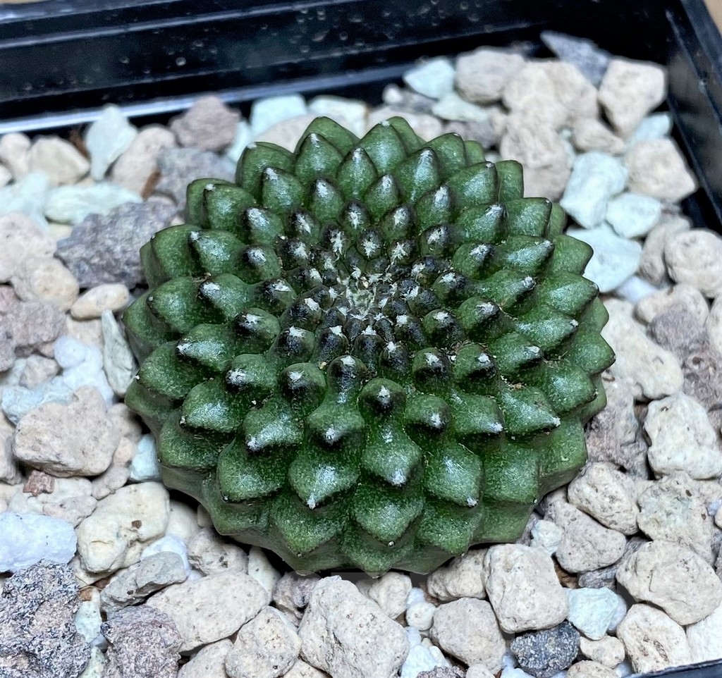 SHPR18088 Gymnocalycium mihanovichii 'inermis' – Image 2