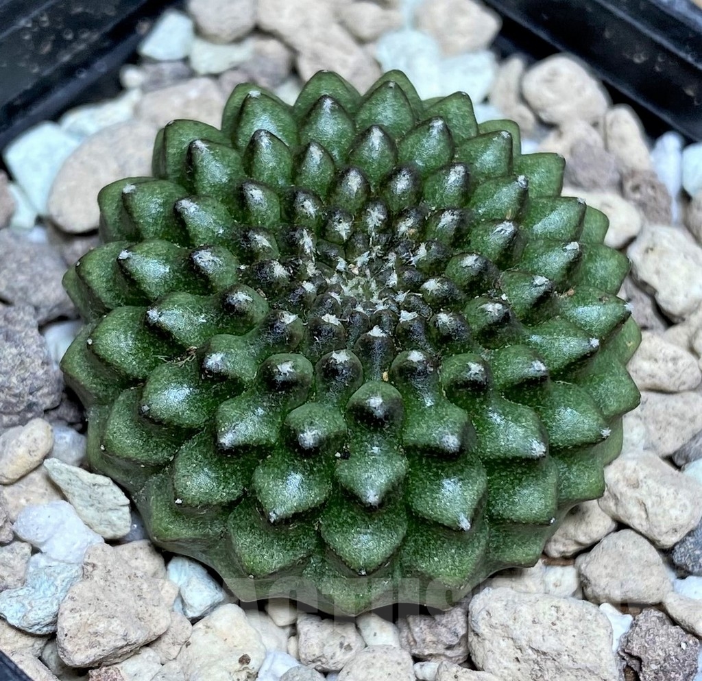 SHPR18088 Gymnocalycium mihanovichii 'inermis'