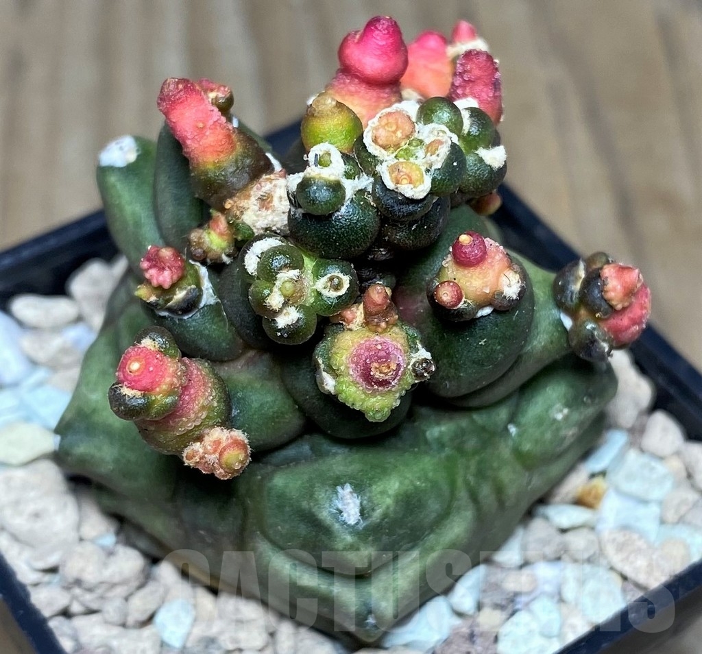 SHPR18101 Gymnocalycium mihanovichii 'Transformer'