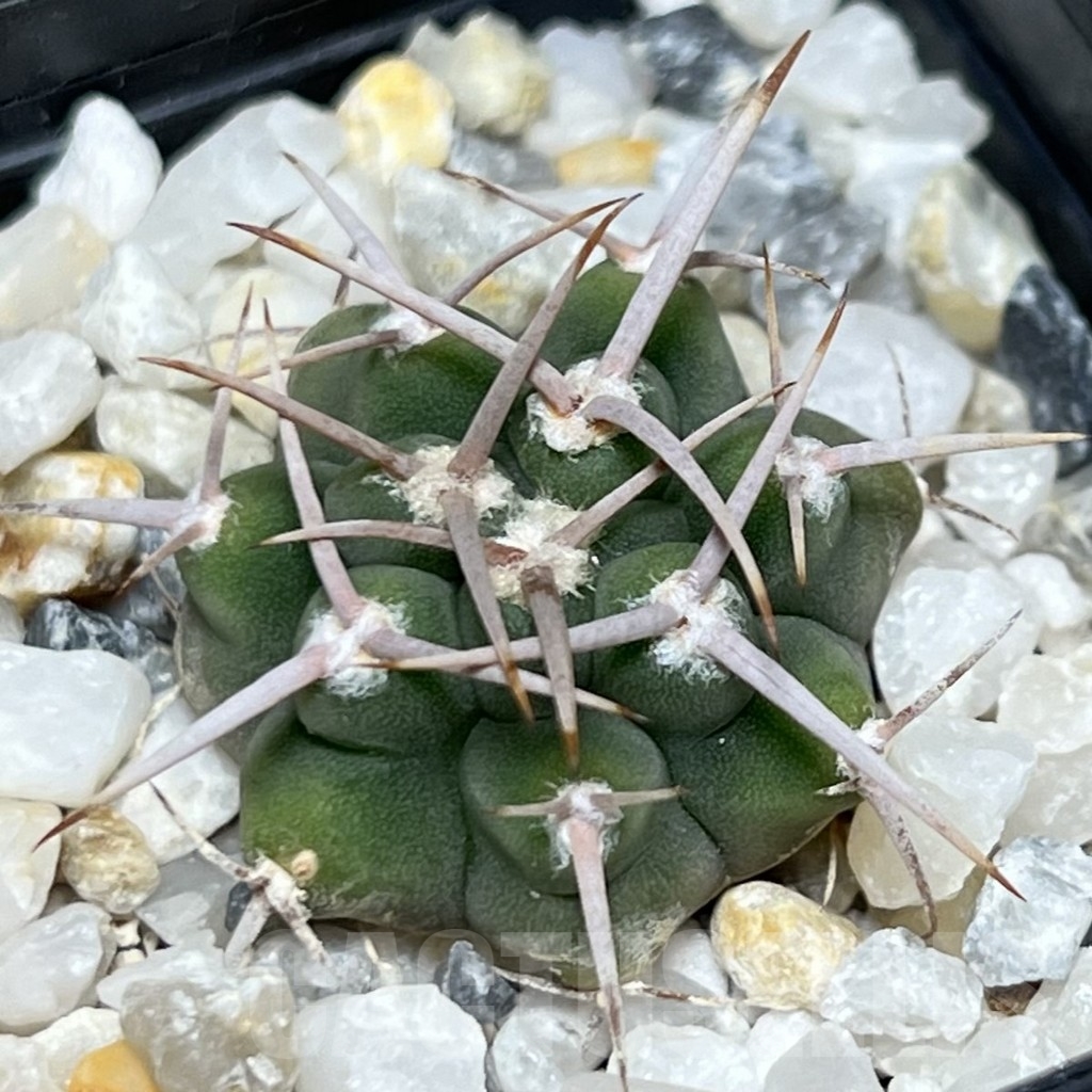 SHPR18599 Gymnocalycium ferox