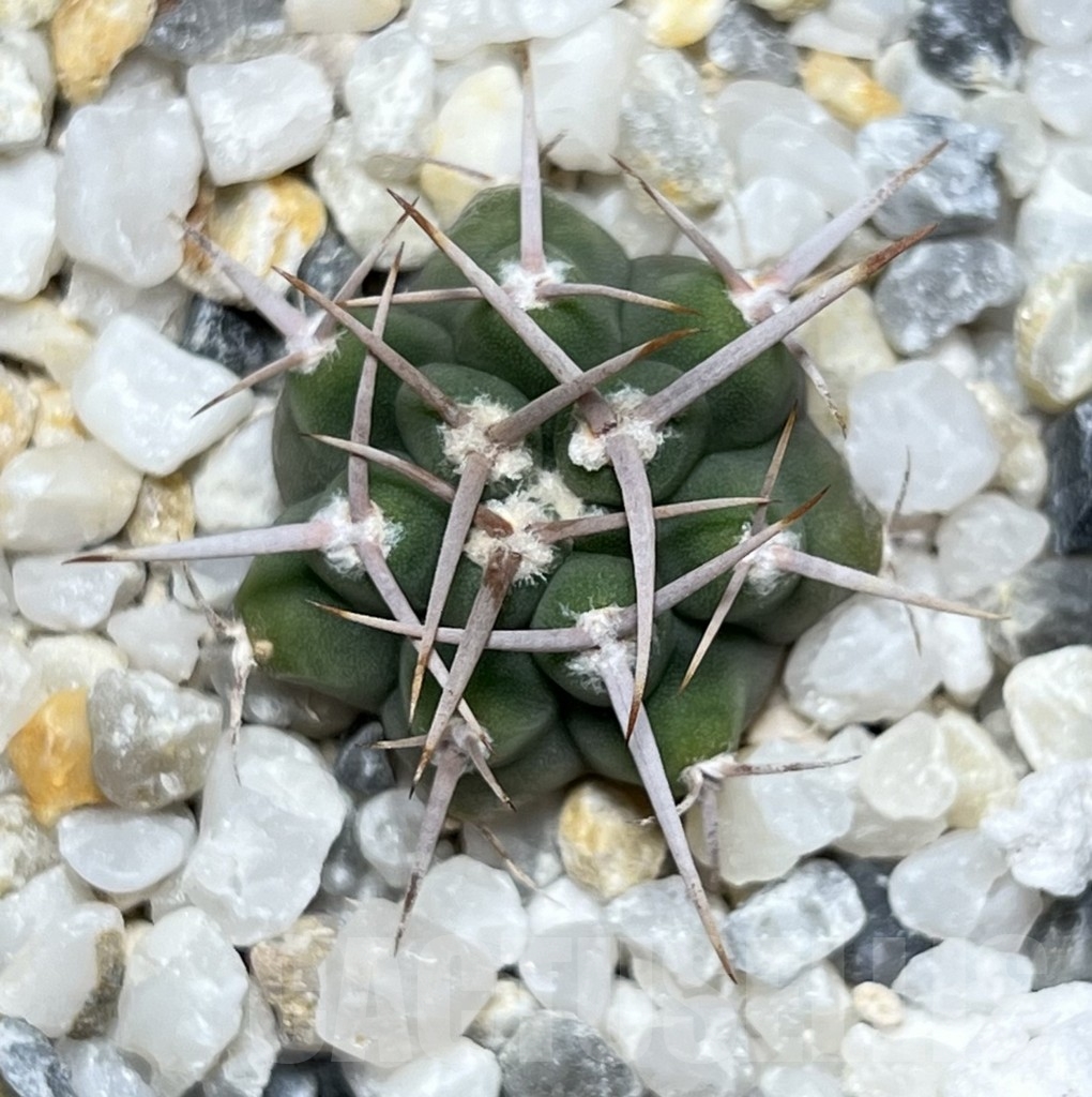 SHPR18599 Gymnocalycium ferox - Image 2