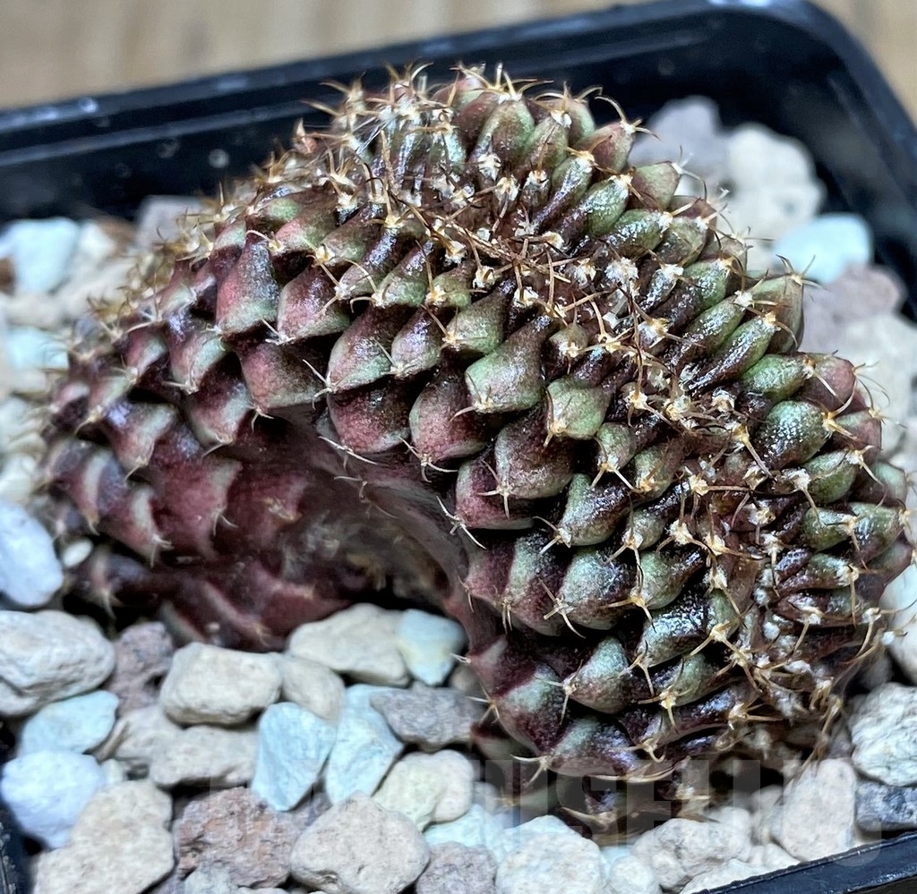 SHPR18104 Gymnocalycium mihanovichii f. cristata - Image 2