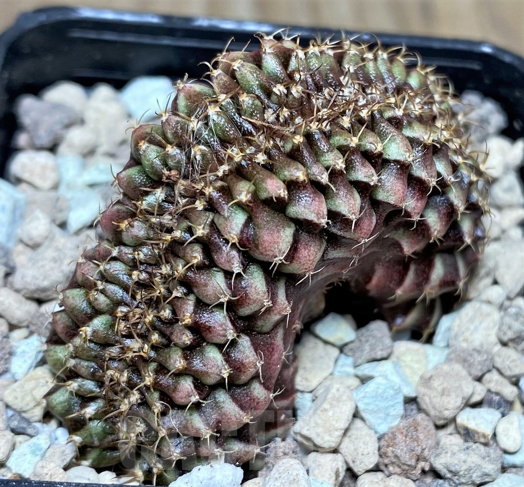 SHPR18104 Gymnocalycium mihanovichii f. cristata