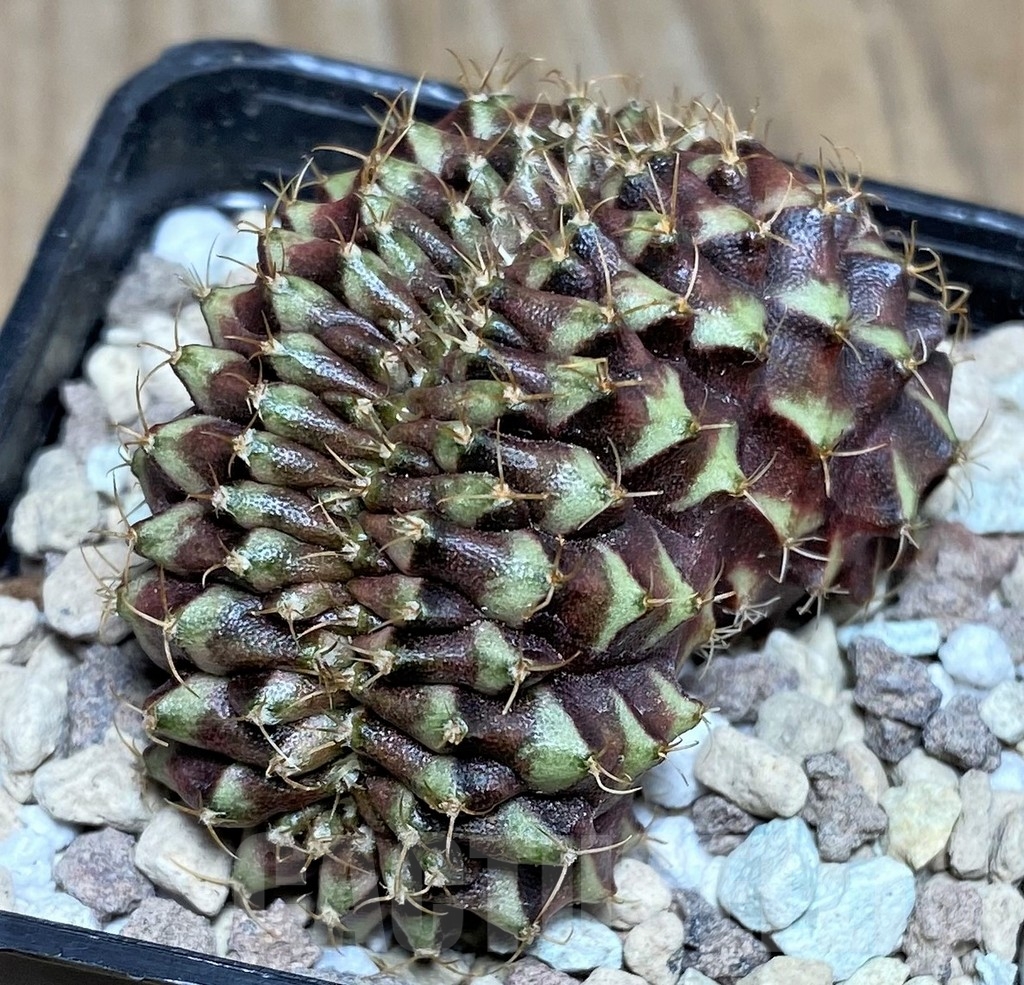 SHPR18105 Gymnocalycium mihanovichii f. cristata