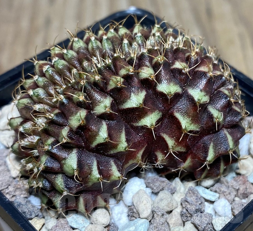 SHPR18105 Gymnocalycium mihanovichii f. cristata - Image 2