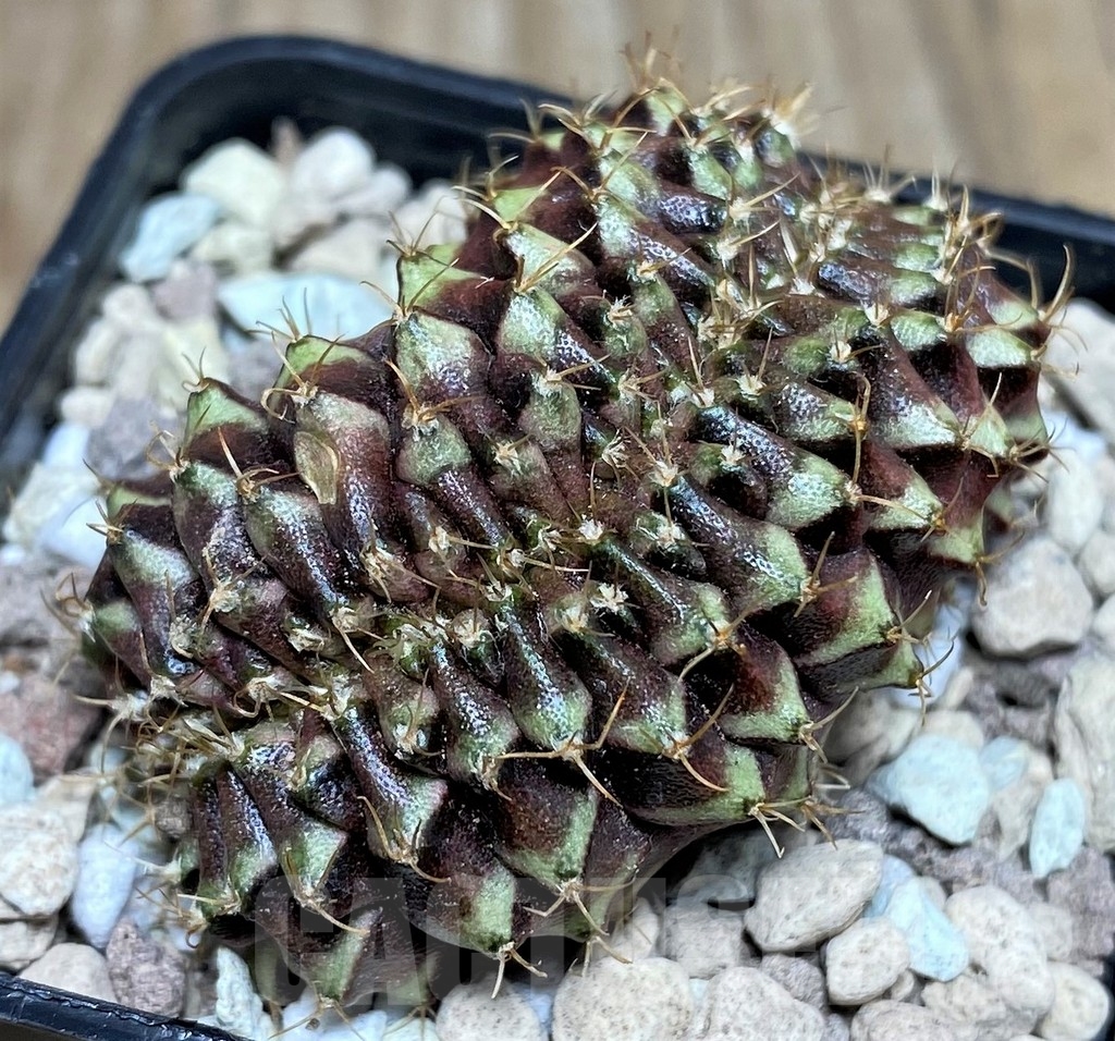 SHPR18105 Gymnocalycium mihanovichii f. cristata - Image 3