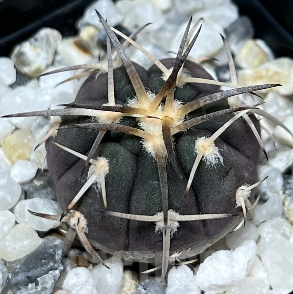 SHPR18604 Gymnocalycium spegazzinii v. punillense VS 77