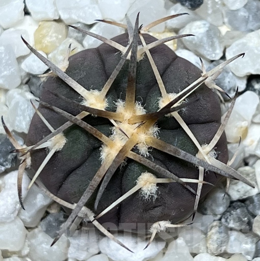 SHPR18604 Gymnocalycium spegazzinii v. punillense VS 77 - Image 2