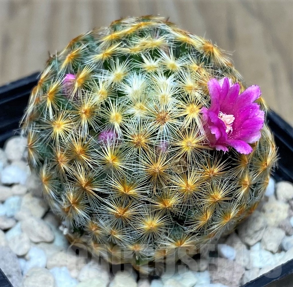 SHPR18108 Mammillaria schiedeana hybrid