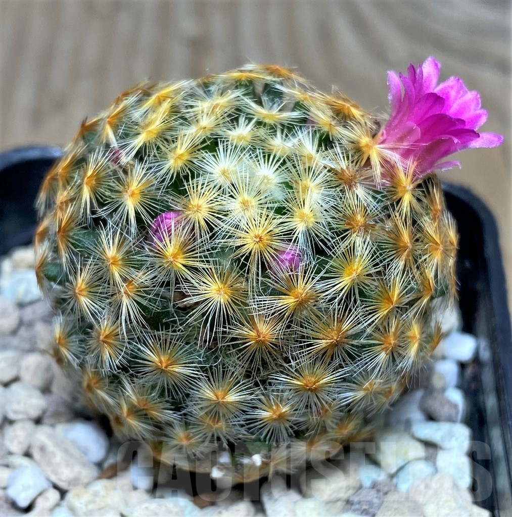 SHPR18108 Mammillaria schiedeana hybrid - Image 2