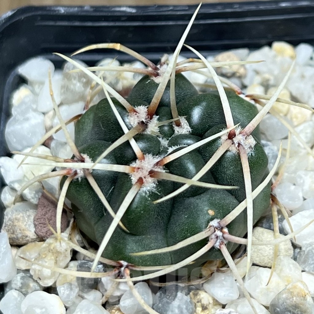 SHPR18612 Gymnocalycium monvillei, hard spines