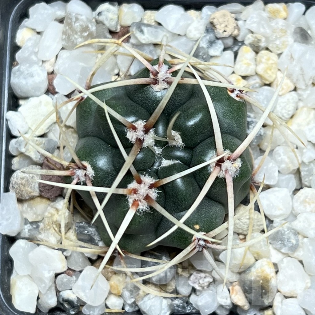 SHPR18612 Gymnocalycium monvillei, hard spines - Imagen 2