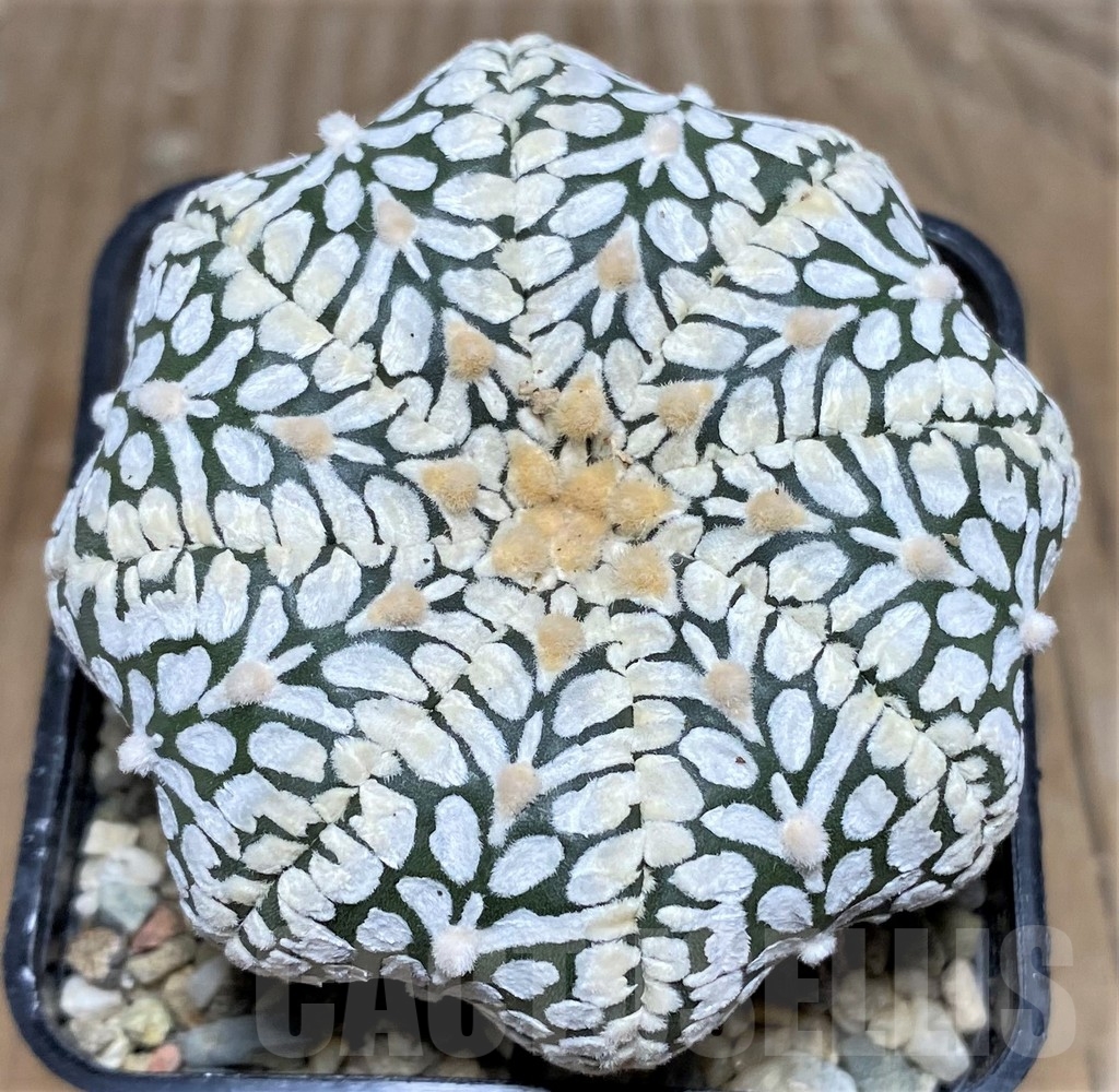 SHPR18116 Astrophytum asterias 'Super Kabuto Miracle' V-type