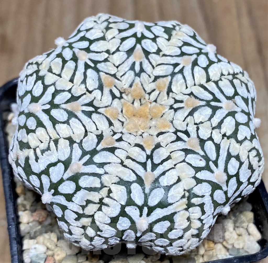 SHPR18116 Astrophytum asterias 'Super Kabuto Miracle' V-type - immagine 2