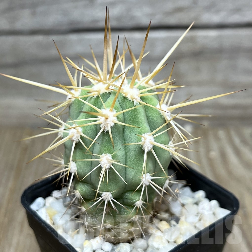 SHPR18618 Trichocereus sp. Vicuna Long spines