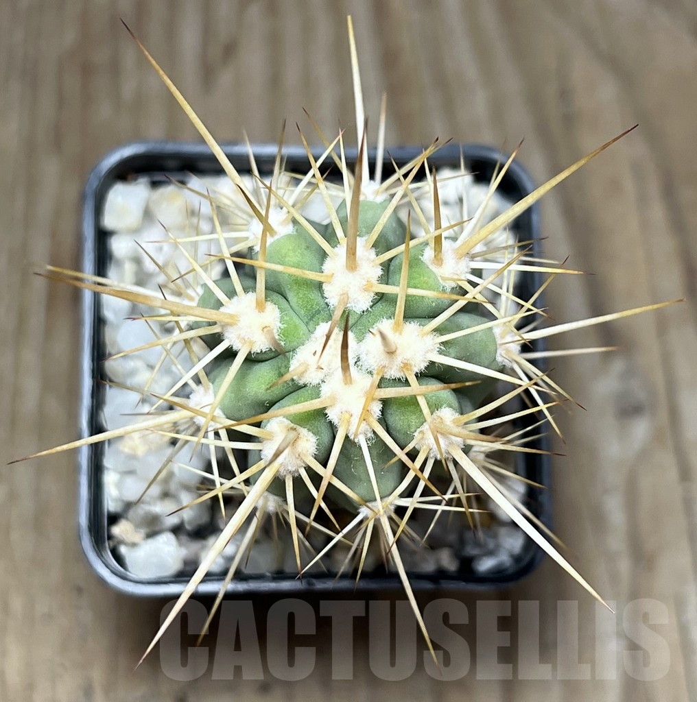 SHPR18618 Trichocereus sp. Vicuna Long spines - Obrázek 2