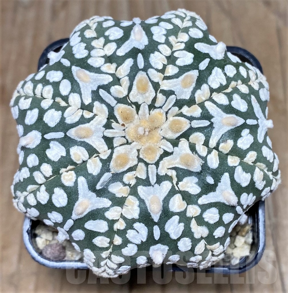 SHPR18117 Astrophytum asterias 'Super Kabuto Miracle' V-type