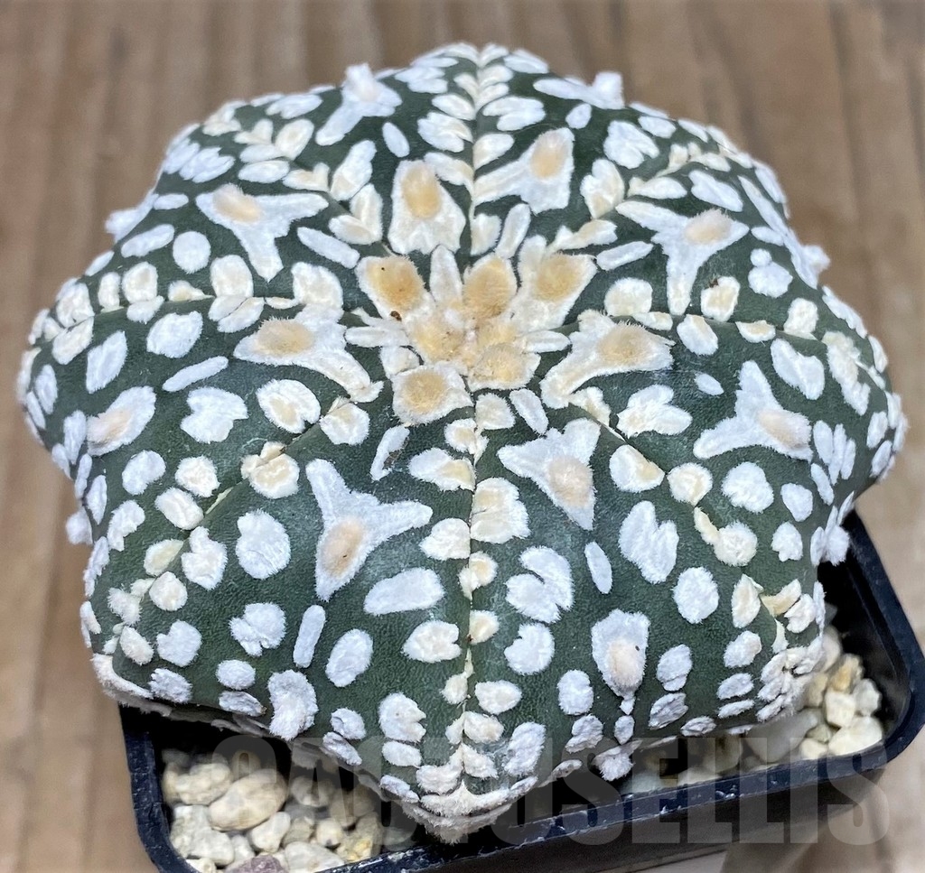 SHPR18117 Astrophytum asterias 'Super Kabuto Miracle' V-type - Image 2