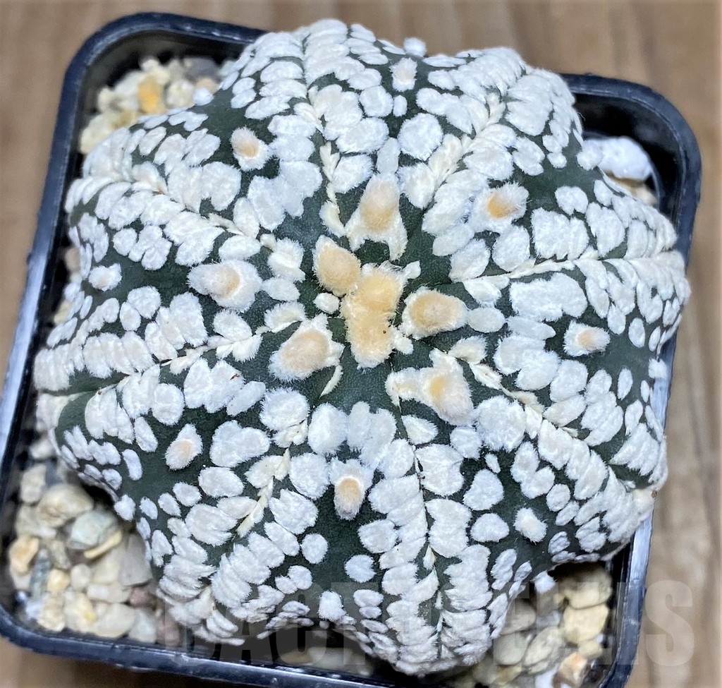 SHPR18118 Astrophytum asterias 'Super Kabuto Miracle' V-type