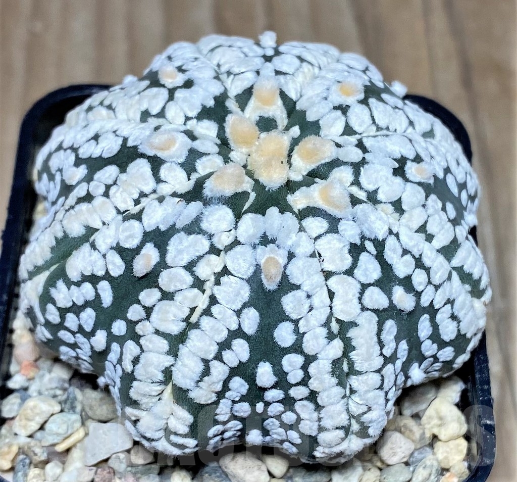 SHPR18118 Astrophytum asterias 'Super Kabuto Miracle' V-type - Image 2