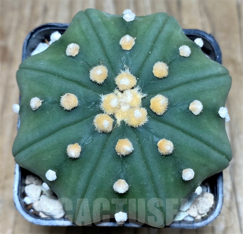 SHPR18119 Astrophytum asterias 'Miracle'