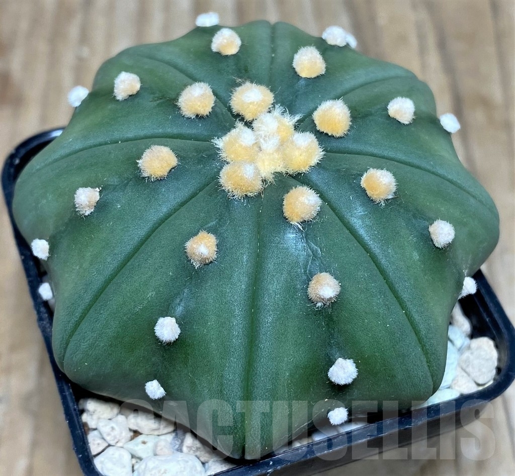 SHPR18119 Astrophytum asterias 'Miracle' - Image 2