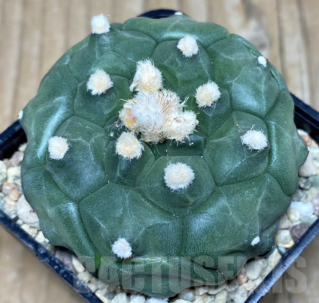 SHPR18120 Astrophytum asterias 'Kikko' - Image 2