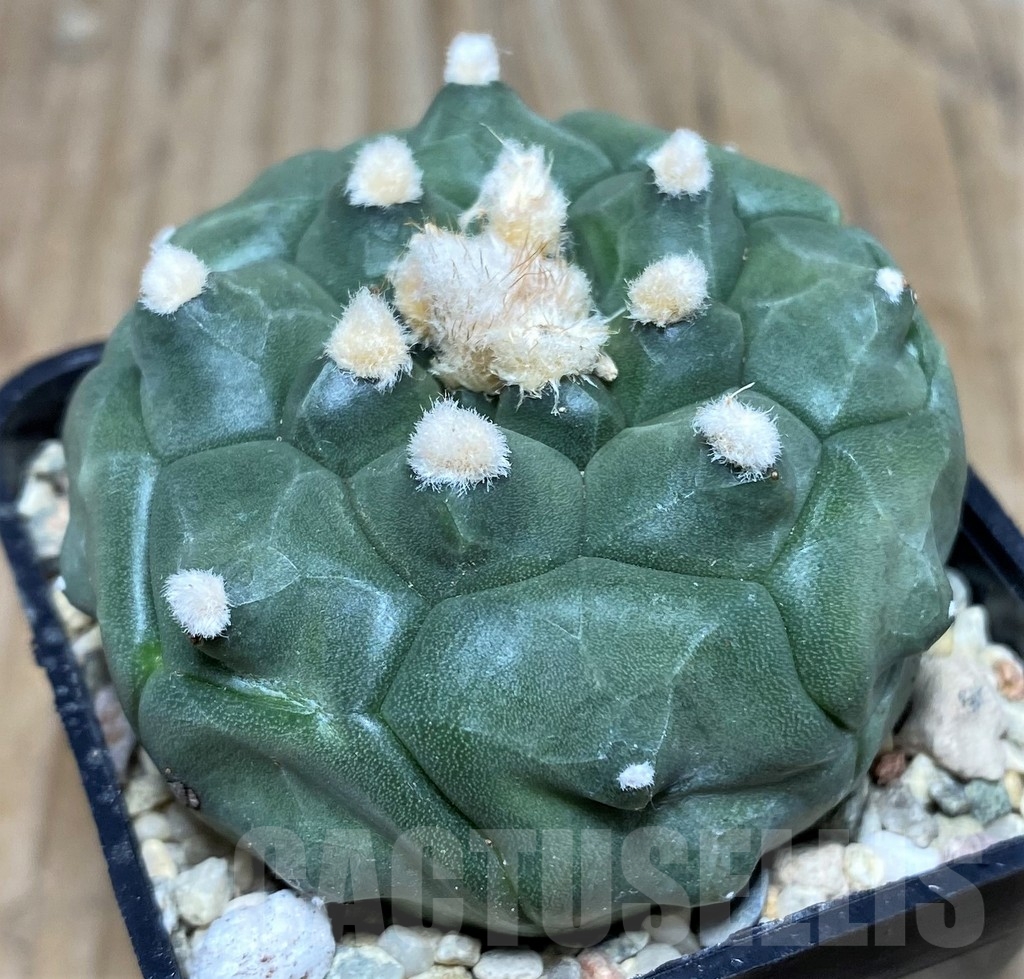 SHPR18120 Astrophytum asterias 'Kikko'