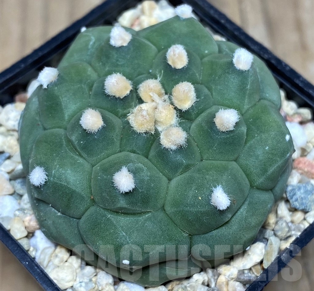 SHPR18121 Astrophytum asterias 'Kikko' - Image 2