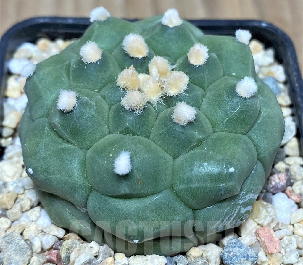 SHPR18121 Astrophytum asterias 'Kikko'