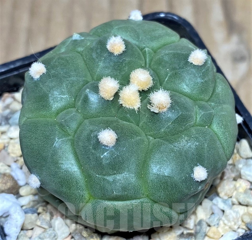 SHPR18122 Astrophytum asterias 'Kikko' - Image 2