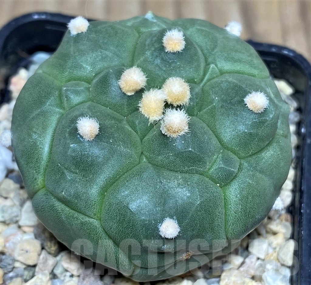 SHPR18122 Astrophytum asterias 'Kikko'