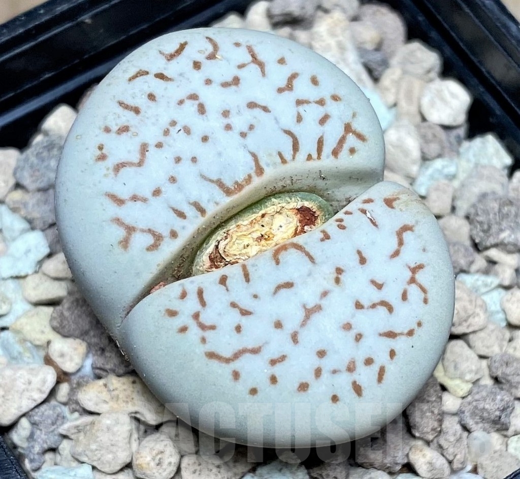 SHPR18174 Dinteranthus vanzylii