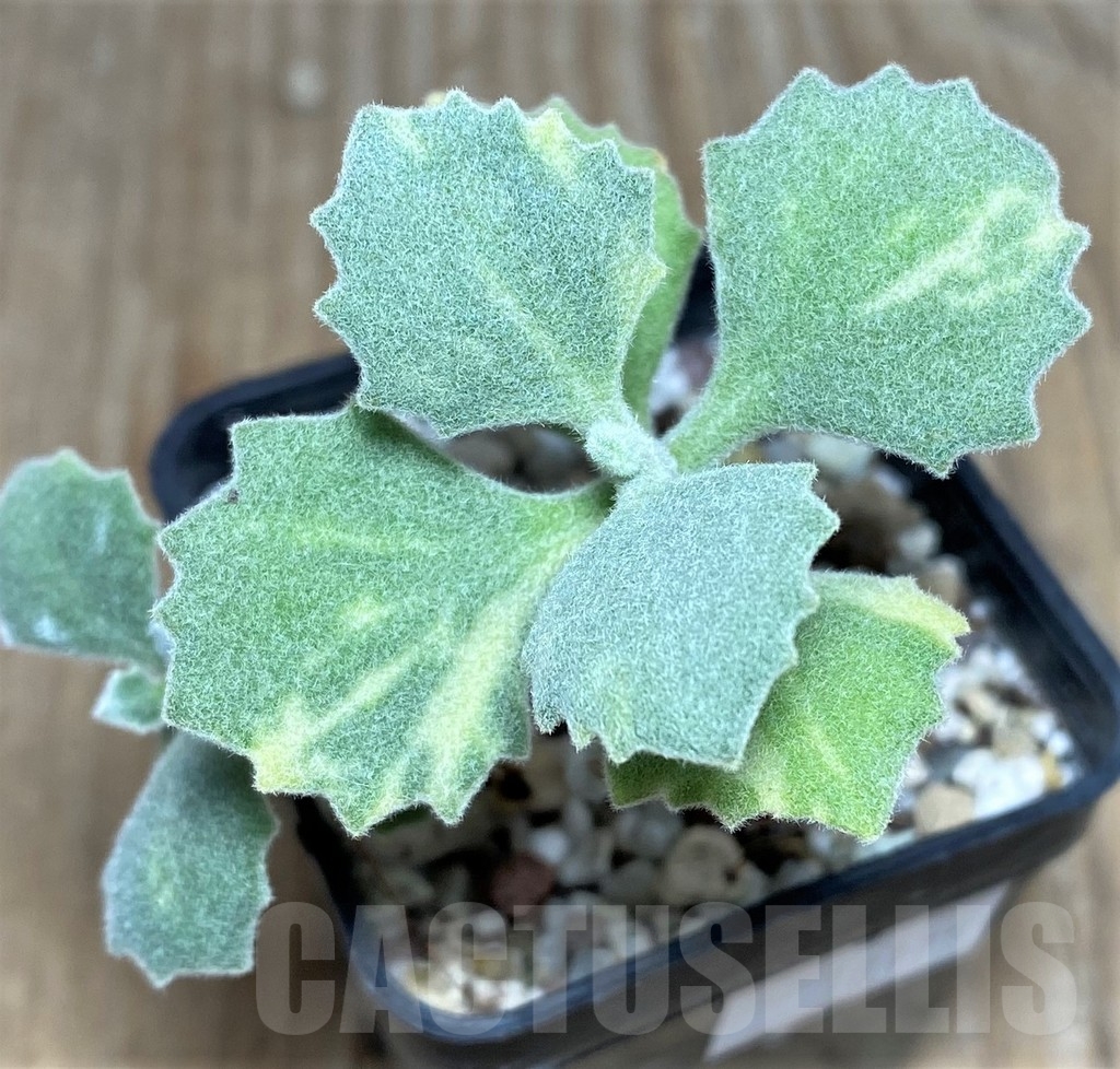 SHPR18175 Kalanchoe millotii