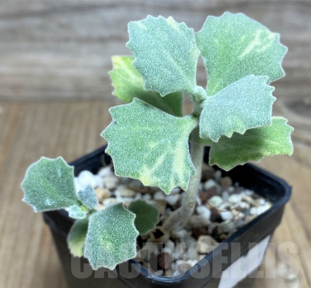 SHPR18175 Kalanchoe millotii - 画像 (2)