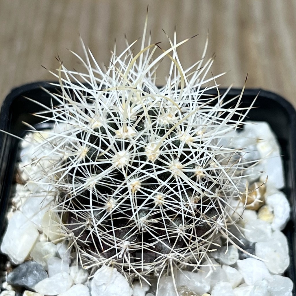 SHPR18625 Horridocactus eriosyzoides