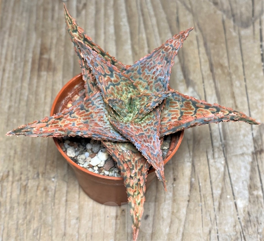 SHPR18176 Aloe hybrid - Image 2