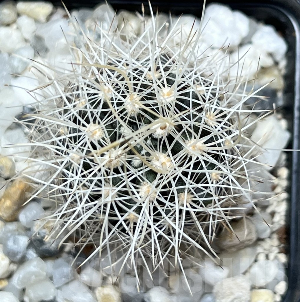 SHPR18625 Horridocactus eriosyzoides - Image 2