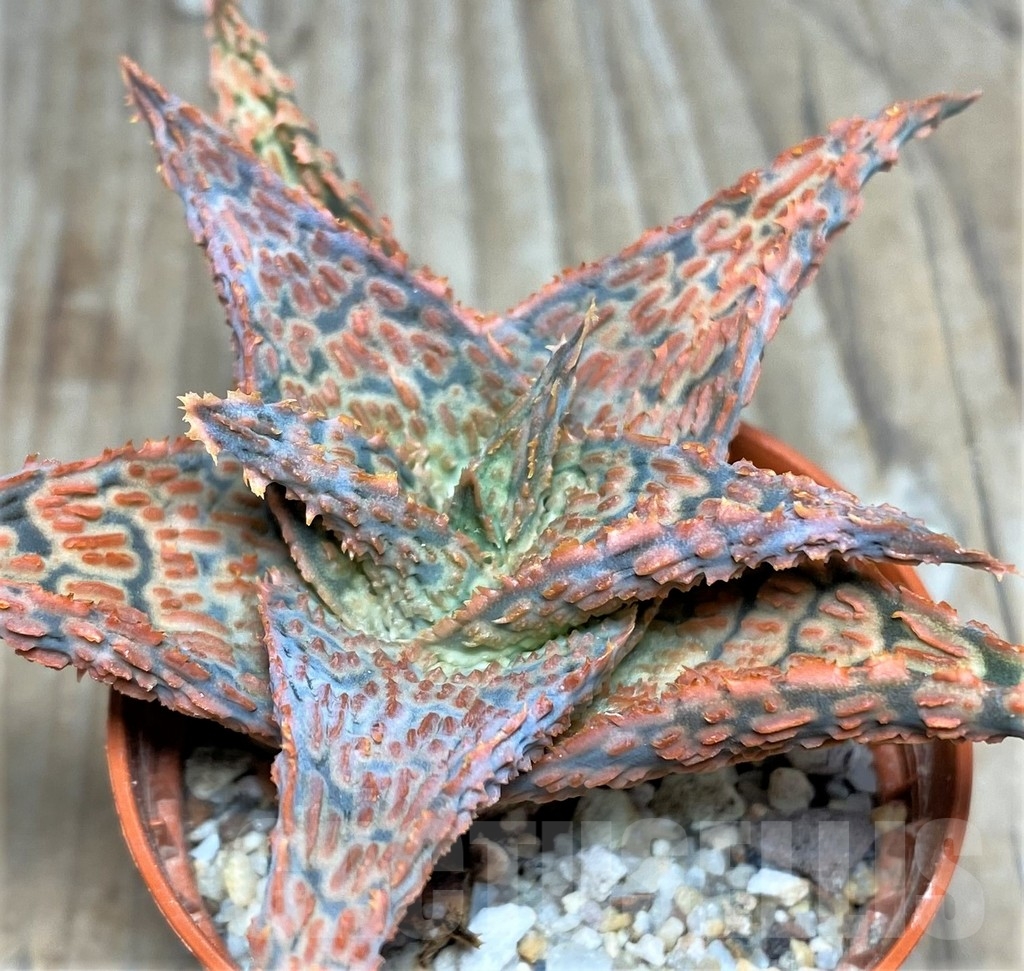 SHPR18176 Aloe hybrid