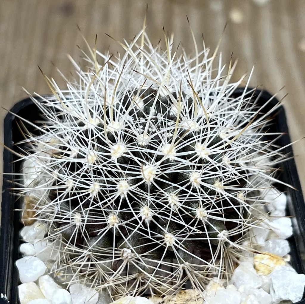 SHPR18626 Horridocactus eriosyzoides