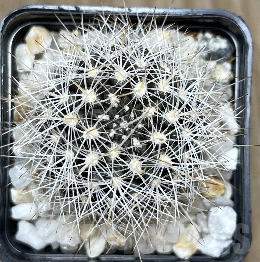 SHPR18626 Horridocactus eriosyzoides - Image 2